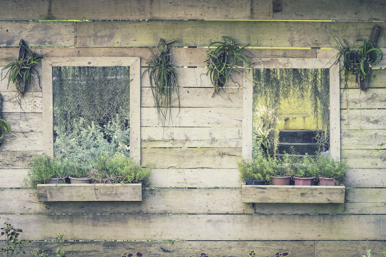 PLANTS GROWING ON OLD BUILDING