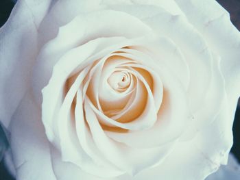 Full frame shot of rose