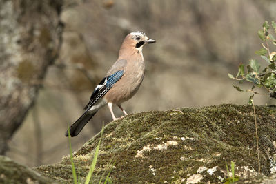 Close-up of bird perching on rock