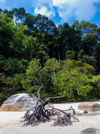 Trees by plants in forest against sky