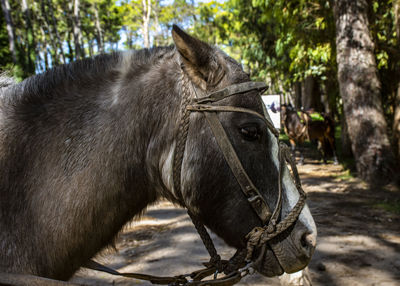 Close-up of a horse