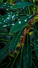 Close-up of water drops on leaves