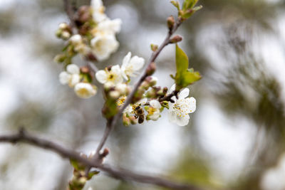 Close-up of white cherry blossom