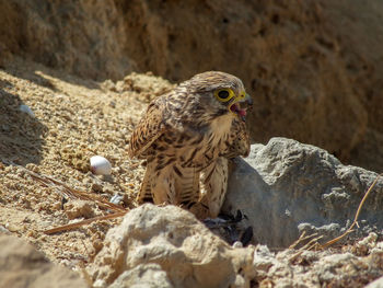 Falcon at desert