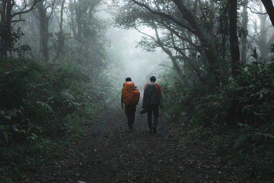 Rear view of people walking on footpath in forest