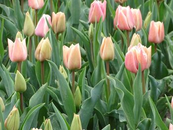 Close-up of pink tulips growing on field