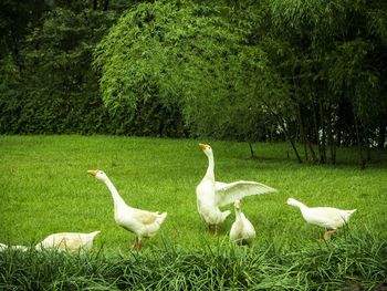 Bird on grassy field