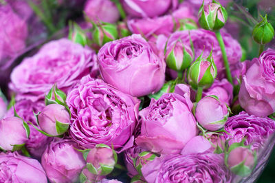 High angle view of pink roses