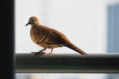 Close-up of bird perching on retaining wall