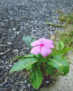 High angle view of pink flowering plant