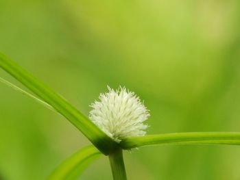 Close-up of white flowering plant