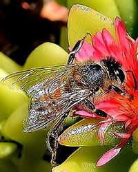 Close-up of butterfly on flower