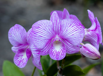 Close-up of pink flowering plant in park