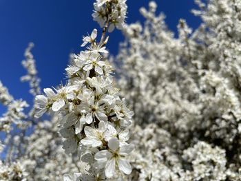 Close-up of white cherry blossom tree
