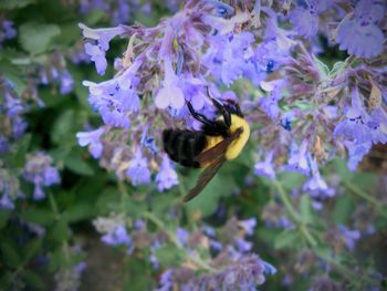 Close-up of bee pollinating on purple flowers