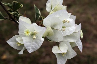 Close-up of white flowering plant