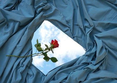 Low angle view of flowering plant against sky