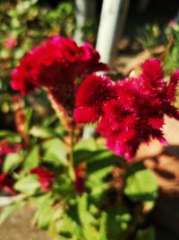 Close-up of red flowering plant