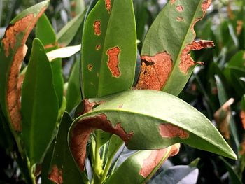 Close-up of red flowers