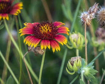 Close-up of red flowering plant