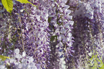 Close-up of purple flowering plants