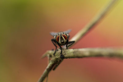 Close-up of spider on plant