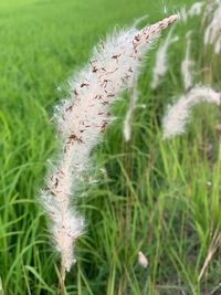 Close-up of crop growing on field