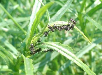 Close-up of insect on leaf