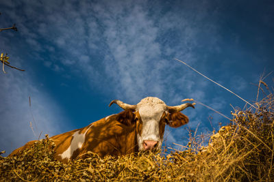 Low angle view of cow against sky