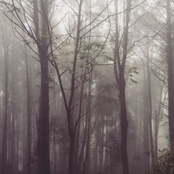 Bare trees in forest during winter