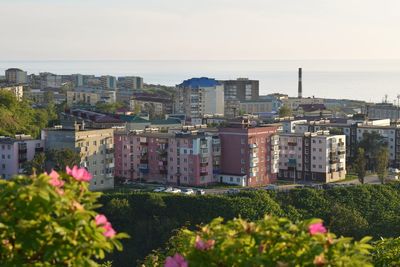 High angle view of flowering plants by buildings against sky