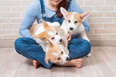 Caucasian woman holding three cute pembroke corgi puppies