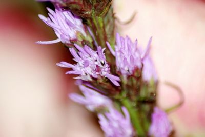 Close-up of pink flower