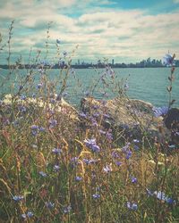 Scenic view of a pond