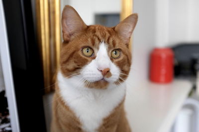 Close-up portrait of a cat at home