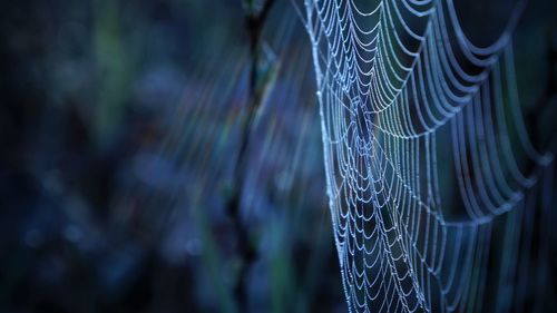 Close-up of wet spider web