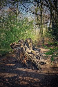 View of tree trunks in forest
