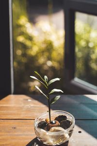 Close-up of potted plant on table