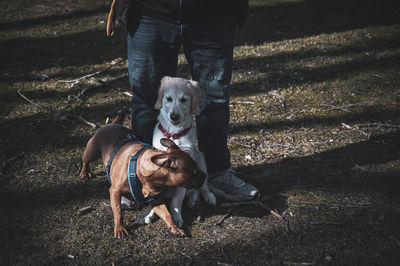 domestic animals