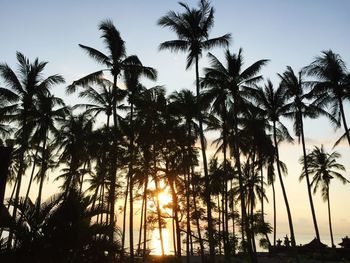 Low angle view of coconut palm trees against sky during sunset