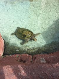 High angle view of turtle on rock