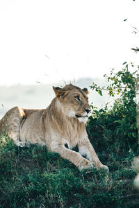 View of a lion