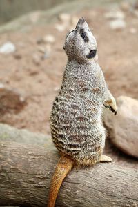 Close-up of meerkat on log