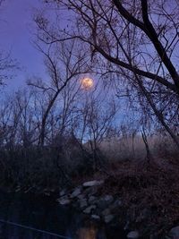 Bare trees against moon at night