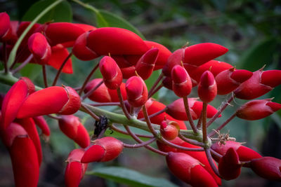 Close-up of red berries on plant