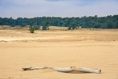 View of driftwood on sand