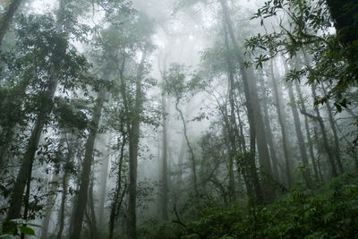 Low angle view of sunlight streaming through trees in forest