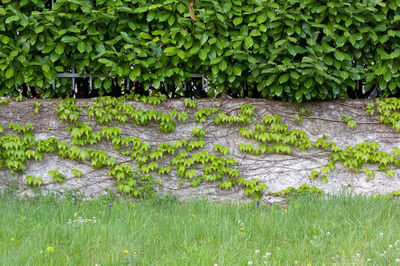 Plants growing in garden