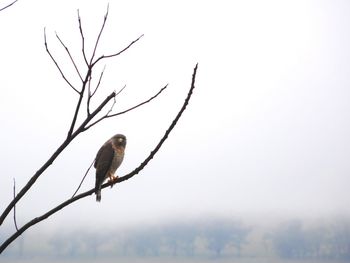 Bird perching on bare tree against sky