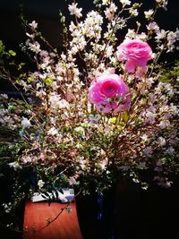 Close-up of pink flowers blooming on tree